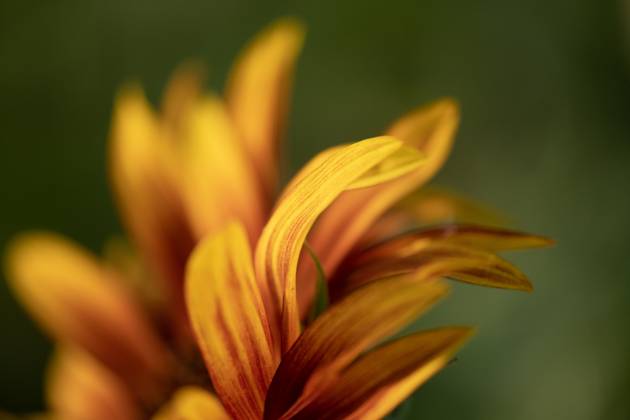 Detail of yellow, orange, and red sunflower in field. United States, Virginia, Nokesville R_YWPB230731-1222883-01