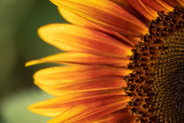 Detail of yellow, orange, and red sunflower in field. United States, Virginia, Nokesville R_YWPB230731-1222888-01