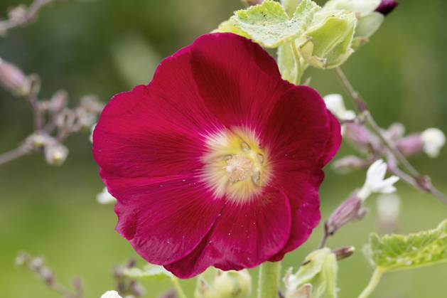 Hollyhock, Stock Rose, Stock mallow, Stock Mallow, Neck rose, Neck Rose, Brand Rose, Brand Rose Alcea rosea, althaea Rosea , Bluete hollyhock Alcea rosea, althaea Rosea , Flower BLWS693872 Copyright: xblickwinkel F.xHeckerx