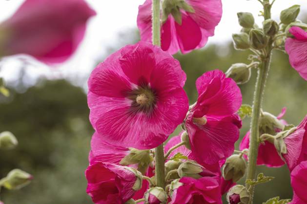 Hollyhock, Stock Rose, Stock mallow, Stock Mallow, Neck rose, Neck Rose, Brand Rose, Brand Rose Alcea rosea, althaea Rosea , Bluete hollyhock Alcea rosea, althaea Rosea , Flower BLWS693878 Copyright: xblickwinkel F.xHeckerx