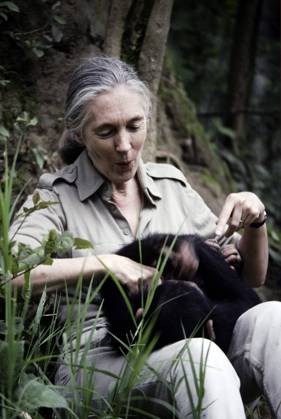 IMAGO ICONS: Jane Goodall Jane Goodall playing with young chimpanz.......... Jane Goodall playing with young chimpanzee, Credit:Avalon  Copyright: xAvalonx 0505748137