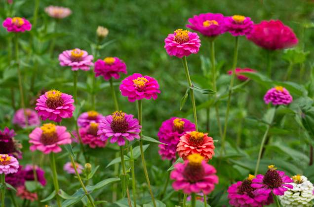 Zinnien Zinnia Bunte Mix Copyright: imageBROKER/RalfxHoppe ibxrfh09665971.jpg