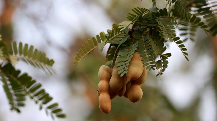 tamarine fruit curaca, bahia, brazil - september 17, 2023: Tamarine fruit seen on a farm in the rural area of the municipality of Curaca, backlands of Bahia. CURACA Bahia Brazil Copyright: xJoaxSouzax 170923JOA4310043