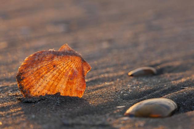 small Pilgrim mussel Aequipecten opercularis on Beach to the North Sea coast Copyright: imageBROKER/alimdix/xArterrax/xJohanxDexMeester ibltsm09667644.jpg