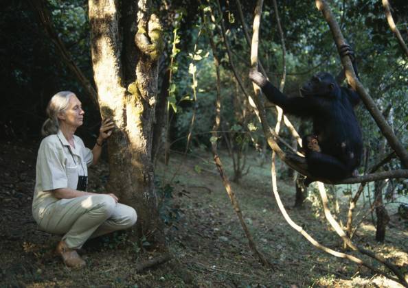 IMAGO ICONS: Jane Goodall DR. JANE GOODALL DR. J. GOODALL with chimpanzees Pan troglodytes schweinfurthii Gombe National park Tanzania., Credit:DAVID HIGGS Avalon  Copyright: xDAVIDxHIGGSx xAvalonx 0515895250