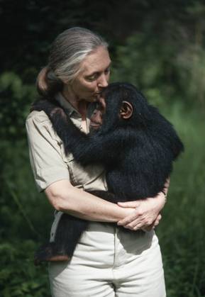 IMAGO ICONS: Jane Goodall JANE GOODALL JANE GOODALL comforting young chimpanzee Chimfunshi Sanctuary, Zambia, Credit:Stephen Robinson Avalon  Copyright: xStephenxRobinsonx xAvalonx 0516119217