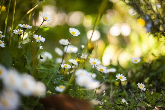 Close up shot of Flowers daisy spring bokeh. Selective focus shot Flowers daisy spring bokeh Copyright: xFilippoxCarlotx COMM (789)
