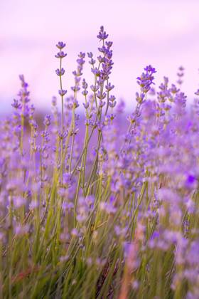 Lavender flowers close-up on sky background Lavender purple flowers close-up on sky background, summer field Copyright: xZoonar.com NataliyaxNazarovax 20529858