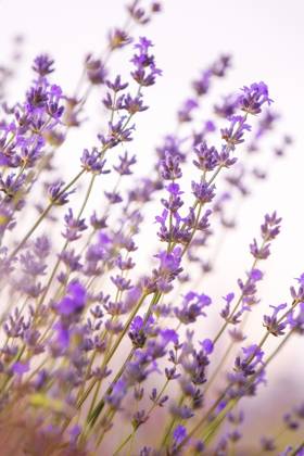 Lavender flowers close-up on sky background Lavender purple flowers close-up on sky background, summer field Copyright: xZoonar.com NataliyaxNazarovax 20529888