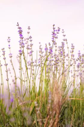 Lavender flowers close-up on sky background Lavender purple flowers close-up on sky background, summer field Copyright: xZoonar.com NataliyaxNazarovax 20530377