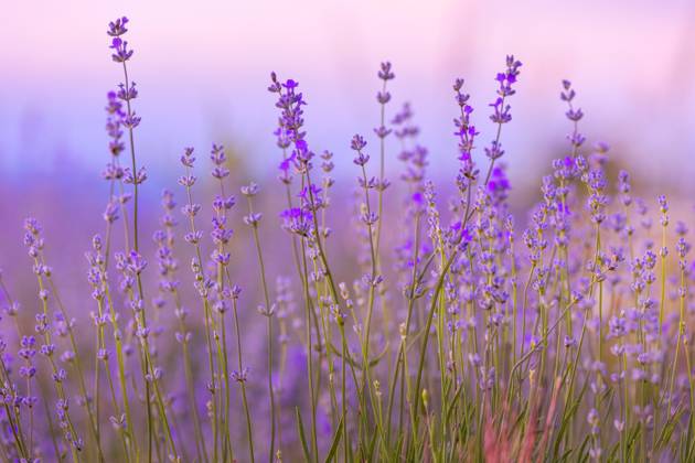 Lavender flowers close-up on sky background Lavender purple flowers close-up on sky background, summer field Copyright: xZoonar.com NataliyaxNazarovax 20551318
