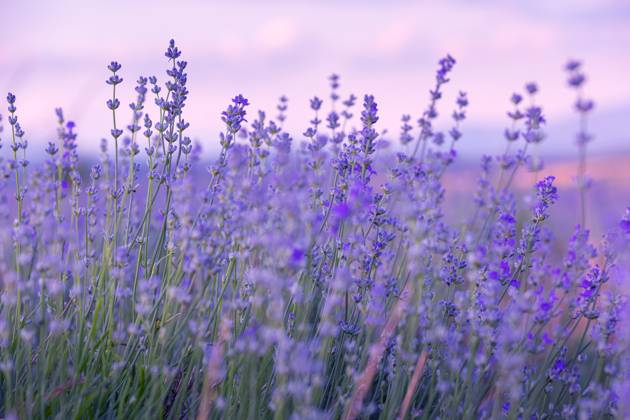 Lavender flowers close-up on sky background Lavender purple flowers close-up on sky background, summer field Copyright: xZoonar.com NataliyaxNazarovax 20551339