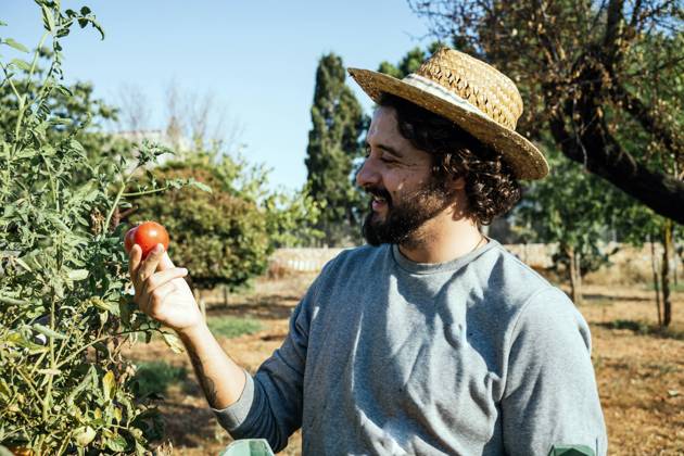 Happy farmer picking tomato in garden model released, Symbolfoto, GDBF00093