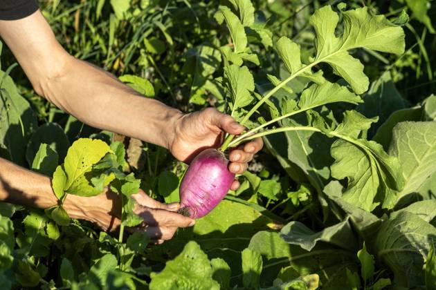 IMAGO Creative, Sommer, Food, Radieschen Hands of woman holding freshly harvested beet model released, Symbolfoto, NDF01597