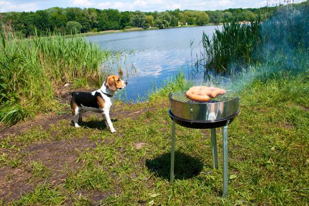 Fresh sausage preparing on grill at the lakeshore , 1228796.jpg, photography, horizontal, barbecue, bbq, braai, braaier, cook-out, cookout, dam, eating, fire, food, fresh, garden, grill, heat, lake, meal, meat, sausage, outdoor, parting, party, picnic, prepare, roast, smoke, spicy, tasty, water, grass, nature, recreation, leisure, sun, summer, dog, beagle, RECORD DATE NOT STATED