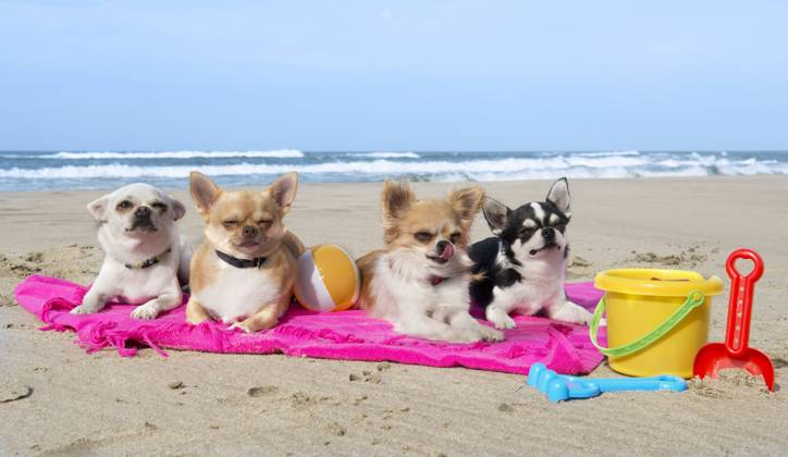 portrait of a cute purebred chihuahuas on the beach Copyright: BONZAMIxEmmanuelle 32167611 RECORD DATE NOT STATED