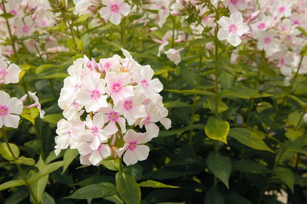 Summer bloomed small flowers pink Phlox.Texture or background , 33946070.jpg, flower, Phlox, unpretentious, fragrant, herbaceous, texture, background, plants, flowering, garden, bloom, nature, beauty, flora, green, pink, outdoor, paniculate Phlox, petal, plant, garden Phlox, color, summer, close-up, bright, floral, purple, perennial, natural, ornamental plant, spring, botany, gardening, perennial Phlox, leaf, colorful, flowers, group, fresh, season, decorative, flowering Plant, paniculate, pattern, pink flower, Botanical, small, love, lush RECORD DATE NOT STATED