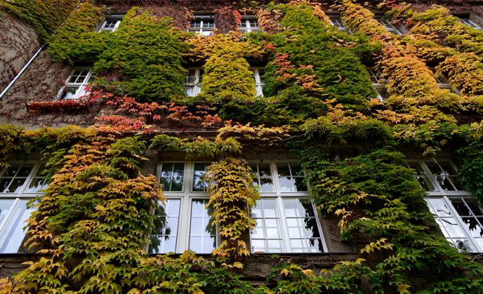 Greened Facade in Autumn Colours in Schöneberg, District Tempelhof Schöneberg, Berlin, Germany, Europe Copyright: imageBROKER/StephanxLaude ibxssl09832797.jpg
