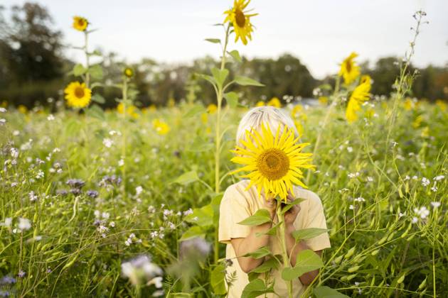 Boy hiding face with sunflower in field model released, Symbolfoto, NJAF00603