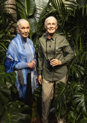 IMAGO ICONS: Jane Goodall La primatologue Jane Goodall fait son entrÃ e au MusÃ e GrÃ vin La primatologue Jane Goodall fait son entrÃ e au MusÃ e GrÃ vin Ã Paris le 1er dÃ cembre 2023. Jane Goodal, bientÃ t 90 ans, s est battue toute sa vie pour la sauvegarde des grands singes et n a cessÃ d alerter sur les risques pour le climat. Primatologist Jane Goodall will enter the GrÃ vin Museum in Paris on December 1, 2023. Jane Goodal, almost 90 years old, has fought all her life to save great apes and has continued to warn of the risks for the climate. Paris France  Copyright: xVirginiexRibautx xMusÃ exGrÃ vinxviaxBestimagexVirginiexRibautx xMusÃ exGrÃ vinxviaxBestimagex
