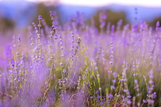 Lavender flowers close-up on sky background Lavender purple flowers close-up on sky background, summer field Copyright: xZoonar.com NataliyaxNazarovax 20707383