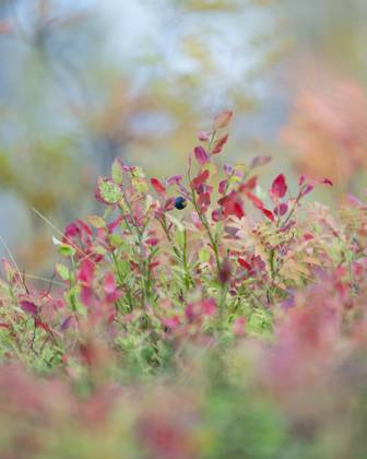 Northern bilberry (Vaccinium uliginosum), in autumn colour, Norway, Scandinavia, Europe Copyright: RobertxCanis 1200-650