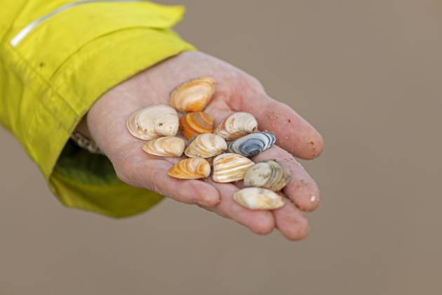 on Beach collected Mussels, Hand, West end, Middelkerke, Belgium, Europe Copyright: imageBROKER/SiegfriedxKuttig ibxshg09949776.jpg ,model released, Symbolfoto ,property released
