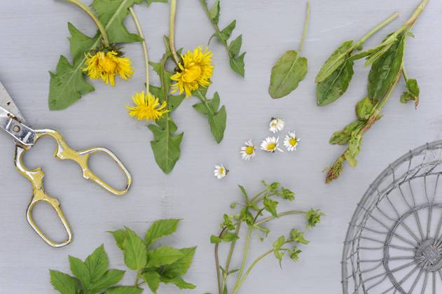 Springtime flowers and herbs flat laid on white surface, Hamburg Hamburg Deutschland Altes Land GISF00995