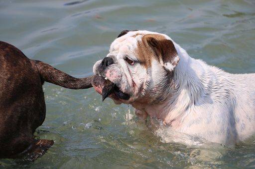 A selective focus shot of cute dogs in a lake 848640 RECORD DATE NOT STATED
