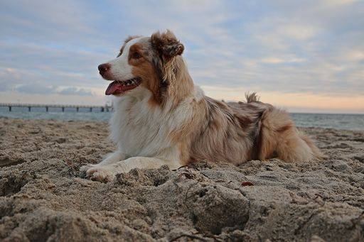 A beautiful Australian shepherd lying on the sand at the beach on a summer day 1507013 RECORD DATE NOT STATED