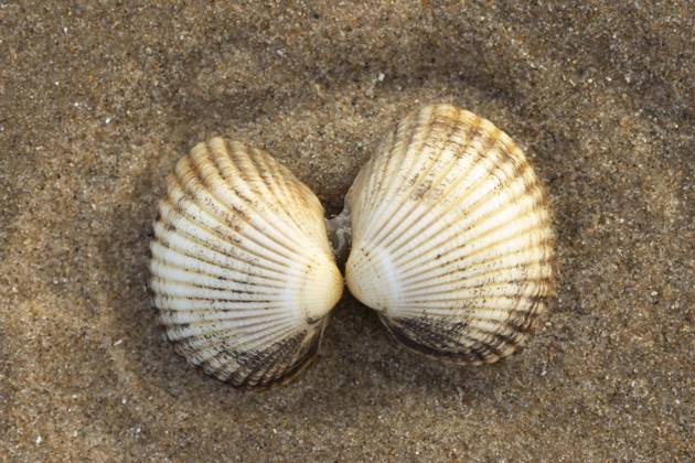 Cockle, a pair to a Sandy beach, Norfolk, England, Great Britain, Europe Copyright: imageBROKER/KevinxSawford ibxksa10149388.jpg