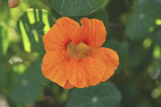 Great Nasturtium, Great Capuchin Cress, Nasturtium, Capuchin Kresse Tropaeolum majus , blooming Indian cress, Common nasturtium, Garden nasturtium Tropaeolum majus , blooming BLWS703053 Copyright: xblickwinkel Steidix