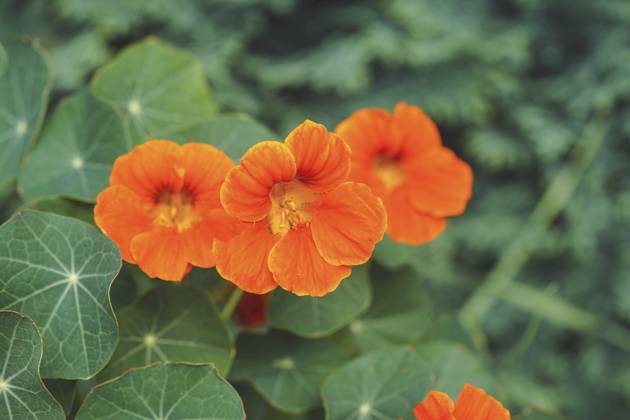 Great Nasturtium, Great Capuchin Cress, Nasturtium, Capuchin Kresse Tropaeolum majus , blooming Indian cress, Common nasturtium, Garden nasturtium Tropaeolum majus , blooming BLWS703058 Copyright: xblickwinkel Steidix
