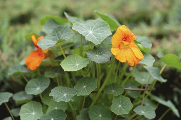 Great Nasturtium, Great Capuchin Cress, Nasturtium, Capuchin Kresse Tropaeolum majus , blooming Indian cress, Common nasturtium, Garden nasturtium Tropaeolum majus , blooming BLWS703049 Copyright: xblickwinkel Steidix