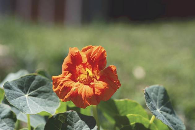 Great Nasturtium, Great Capuchin Cress, Nasturtium, Capuchin Kresse Tropaeolum majus , blooming Indian cress, Common nasturtium, Garden nasturtium Tropaeolum majus , blooming BLWS703050 Copyright: xblickwinkel Steidix