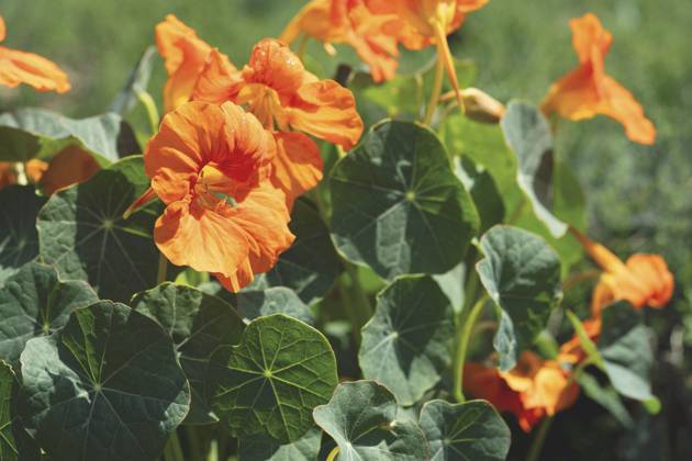 Great Nasturtium, Great Capuchin Cress, Nasturtium, Capuchin Kresse Tropaeolum majus , blooming Indian cress, Common nasturtium, Garden nasturtium Tropaeolum majus , blooming BLWS703051 Copyright: xblickwinkel Steidix