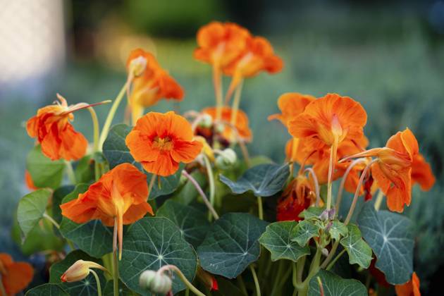 Great Nasturtium, Great Capuchin Cress, Nasturtium, Capuchin Kresse Tropaeolum majus , blooming Indian cress, Common nasturtium, Garden nasturtium Tropaeolum majus , blooming BLWS703054 Copyright: xblickwinkel Steidix