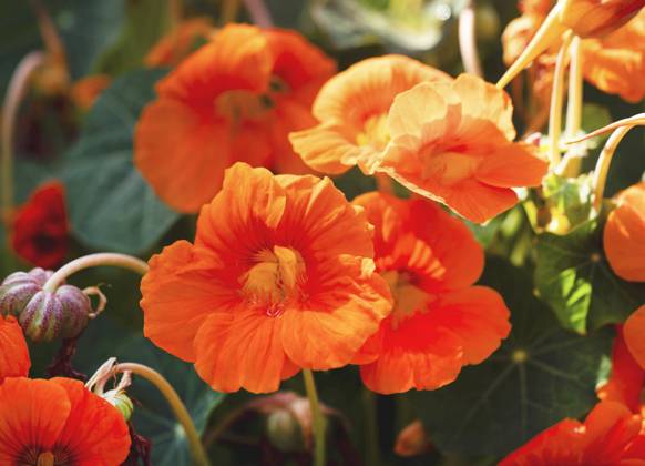 Great Nasturtium, Great Capuchin Cress, Nasturtium, Capuchin Kresse Tropaeolum majus , blooming Indian cress, Common nasturtium, Garden nasturtium Tropaeolum majus , blooming BLWS703055 Copyright: xblickwinkel Steidix