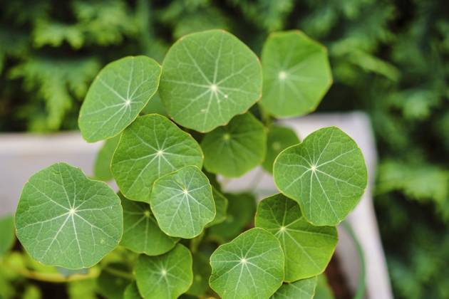 Great Nasturtium, Great Capuchin Cress, Nasturtium, Capuchin Kresse Tropaeolum majus , Blaetter Indian cress, Common nasturtium, Garden nasturtium Tropaeolum majus , Leaves BLWS703056 Copyright: xblickwinkel Steidix