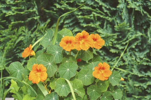 Great Nasturtium, Great Capuchin Cress, Nasturtium, Capuchin Kresse Tropaeolum majus , blooming Indian cress, Common nasturtium, Garden nasturtium Tropaeolum majus , blooming BLWS703057 Copyright: xblickwinkel Steidix
