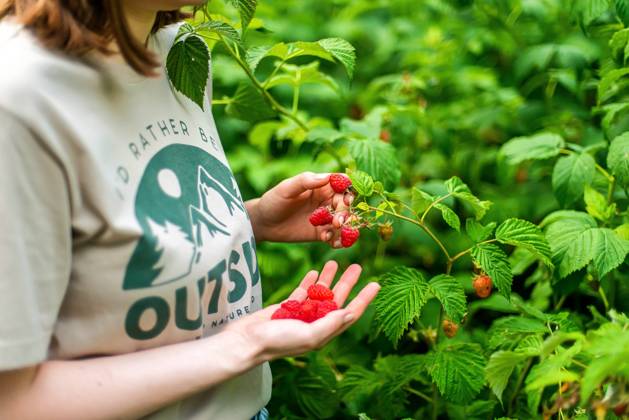 IMAGO Creative, Jahreszeit Sommer, Food, Marmelade kochen Hand picked freshly raspberries in garden Texas City, Texas, United States R_INCH220105-894996-01 ,model released, Symbolfoto