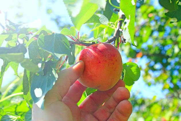 Hand tearing off ripe fruit of apricot Hand tearing off ripe fruit of apricot. Apricot hanging on tree. Harvest of fresh fruits of apricot on tree ,model released, Symbolfoto Copyright: xZoonar.com alexmakx 12127399 ,model released, Symbolfoto ,property released