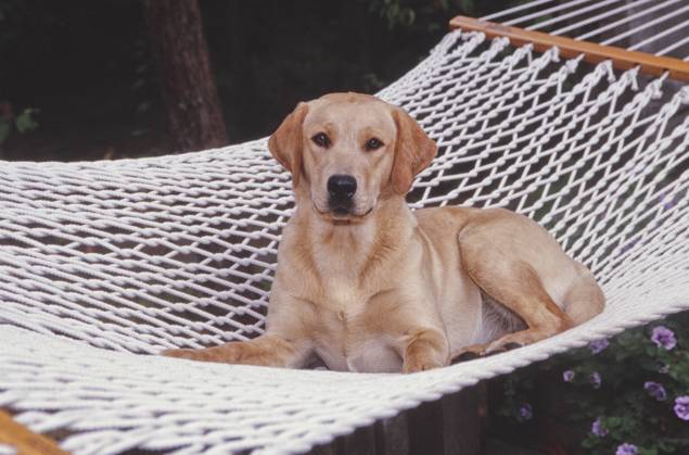 Lab laying in hammock  Copyright: xx 6090-19978473