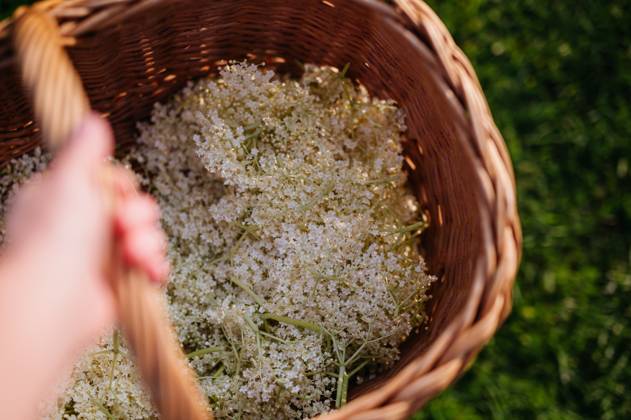 IMAGO Creative, Jahreszeit Sommer, Food, Marmelade kochen Basket full of picked elderflowers. Elderflower as a part of herbal medicine, making elderflower syrup. Basket full of picked elderflowers. Elderflower as a part of herbal medicine, baking, making elderflower syrup or jam. model released