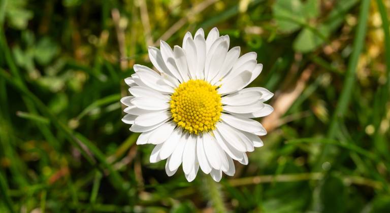 A daisy growing in a garden in the sunshine Rottweil Baden Württemberg Germany