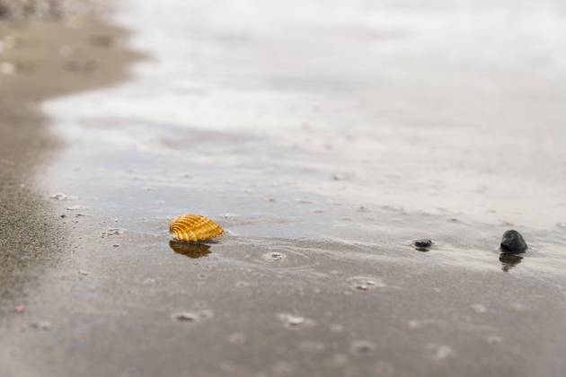 a Lonely Mussel is to a wet Sandy beach, during the Flood goes back and a structured Surface with Water bubbles and a smaller Mussel in the Proximity on quiet Shore leaves behind Copyright: imageBROKER/joseantona ibxjhh10388873.jpg