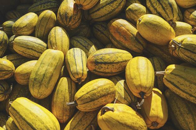 Garden cucurbits, Garden Pumpkin, Sommerkuerbis, Summer Pumpkin, Edible pumpkin, Dinner Pumpkin Cucurbita Pepo , Spaghetti bites marrow, Field Pumpkin Cucurbita Pepo , Spaghetti squashes BLWS707317 Copyright: xblickwinkel Steidix