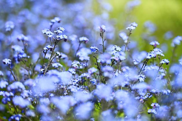 Forget-me-not, Myosotis ** NUR FUER REDAKTIONELLE ZWECKE ** EDITORIAL USE ONLY **