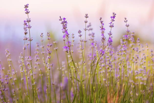 Lavender flowers close-up on sky background Lavender purple flowers close-up on sky background, summer field Copyright: xZoonar.com NataliyaxNazarovax 21371152