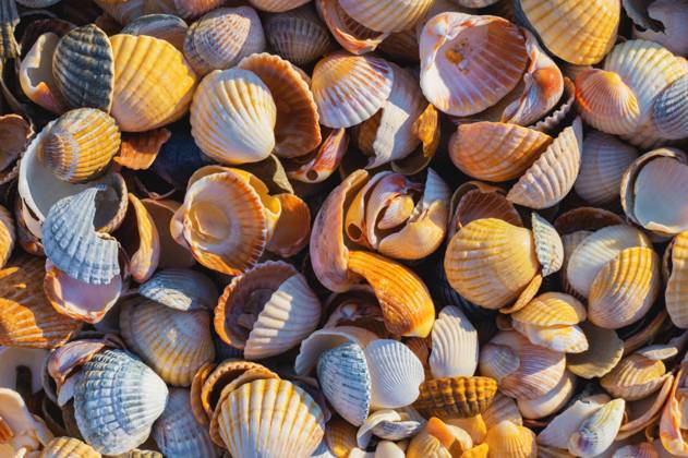 Shell Coast. Close-up of small seashells on the seashore. Sea background with sunset light Shell Coast. Close-up of small seashells on the seashore. Sea background with sunset light. Copyright: xZoonar.com IanxIankovskiix 21431358